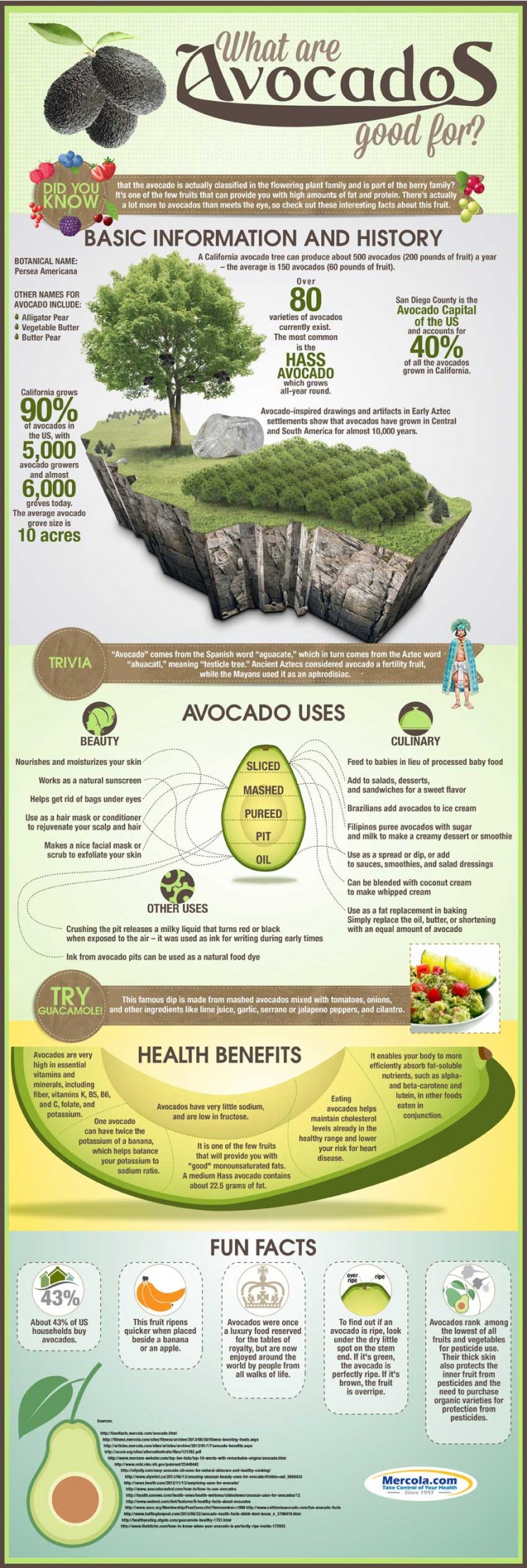 Avocado Infographic